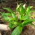 湖北特大紫花三叉白芨种苗20~30cm块茎5公分以上苗