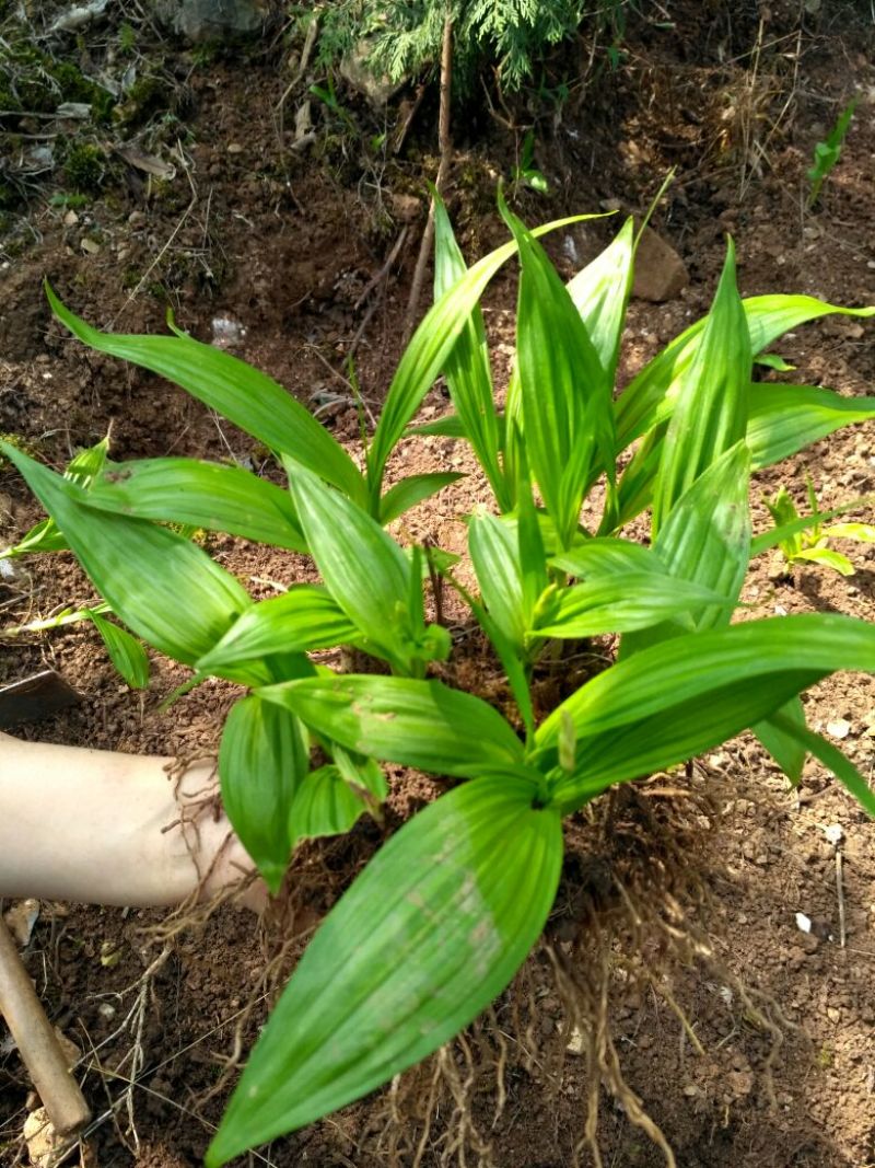 湖北特大紫花三叉白芨种苗20~30cm块茎5公分以上苗
