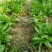 湖北特大紫花三叉白芨种苗20~30cm块茎5公分以上苗