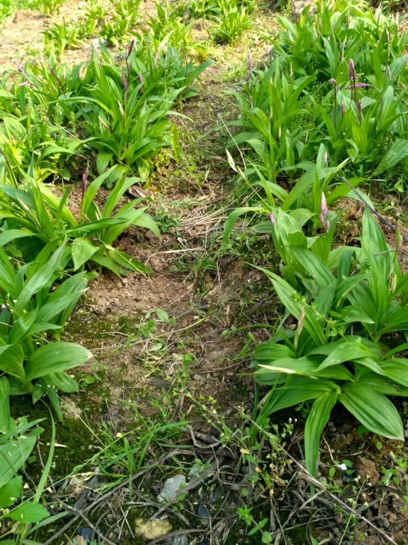 湖北特大紫花三叉白芨种苗20~30cm块茎5公分以上苗