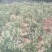 树型金银花色白花全花蕾