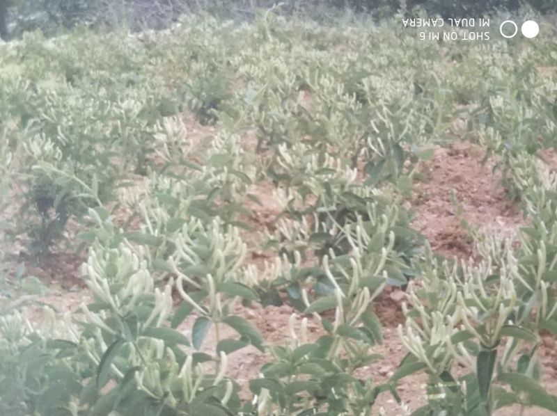 树型金银花色白花全花蕾