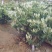 树型金银花色白花全花蕾
