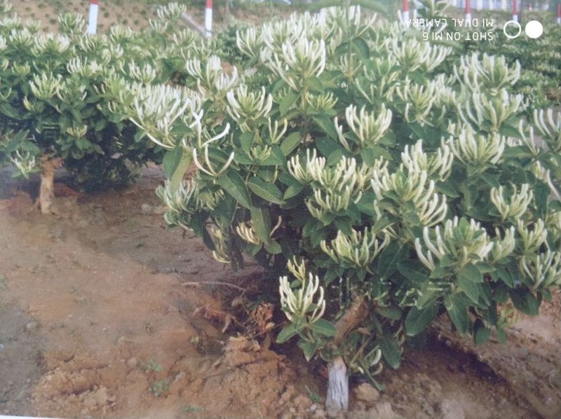 树型金银花色白花全花蕾