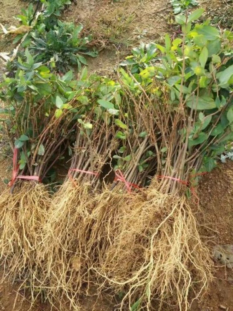 树型金银花色白花全花蕾