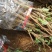 树型金银花色白花全花蕾