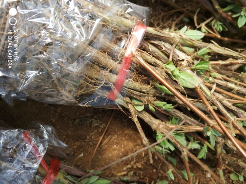 树型金银花色白花全花蕾