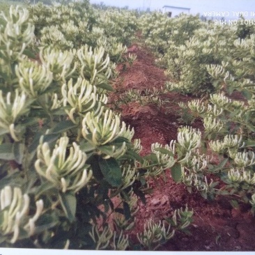 树型金银花色白花全花蕾
