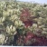 树型金银花色白花全花蕾