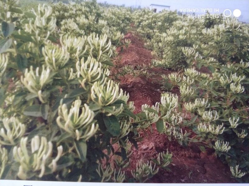 树型金银花色白花全花蕾