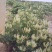 树型金银花色白花全花蕾