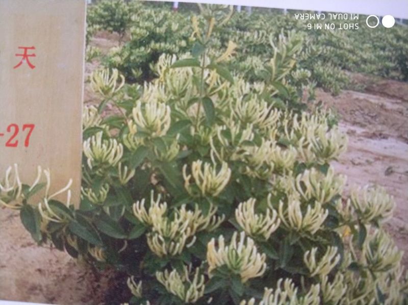树型金银花色白花全花蕾