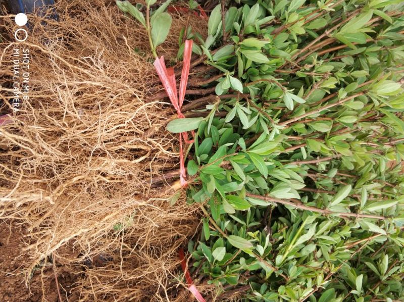 树型金银花色白花全花蕾