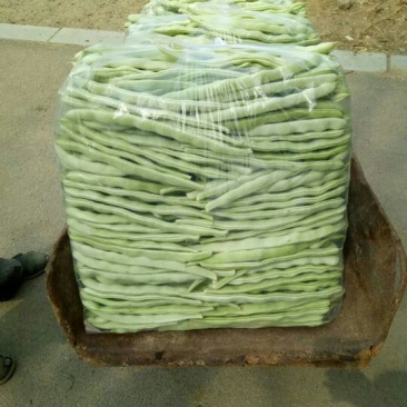 九粒白芸豆，新开园，质量好