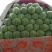 中甘21甘蓝精品1~2公斤