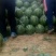 京欣西瓜8斤打底9成熟1茬
