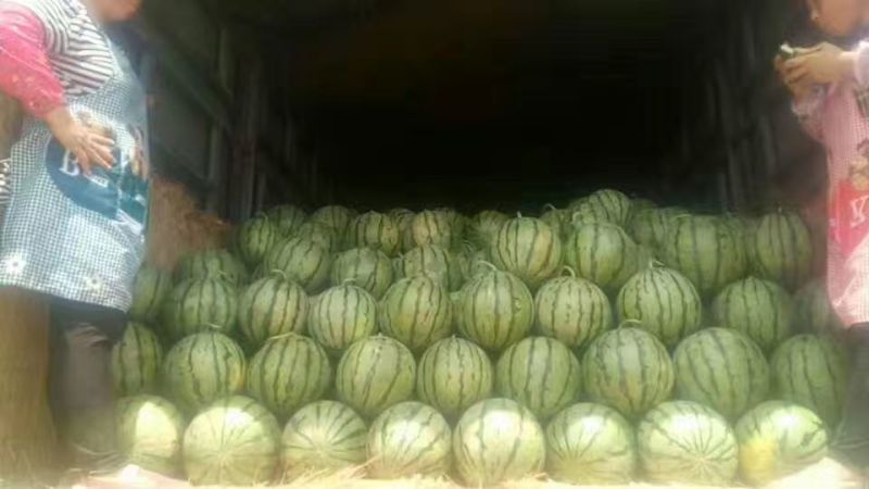 京欣西瓜8斤打底9成熟1茬