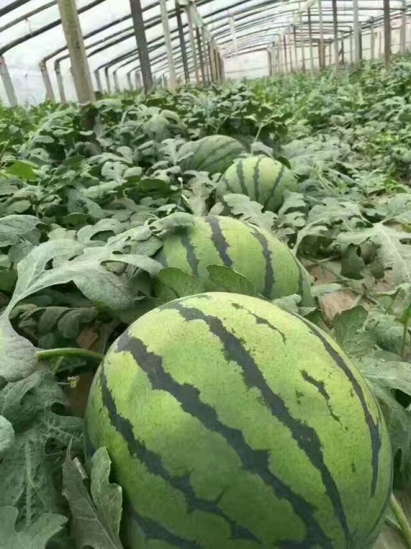 京欣西瓜8斤打底9成熟1茬