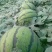 京欣西瓜8斤打底9成熟1茬