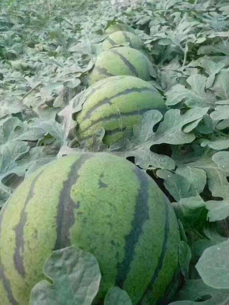 京欣西瓜8斤打底9成熟1茬