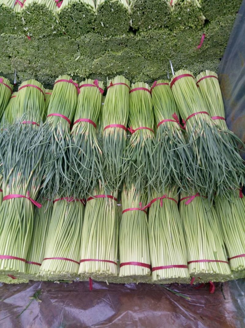 红帽蒜苔！直供电商超市产地直供！量大品优！发往全国各地！