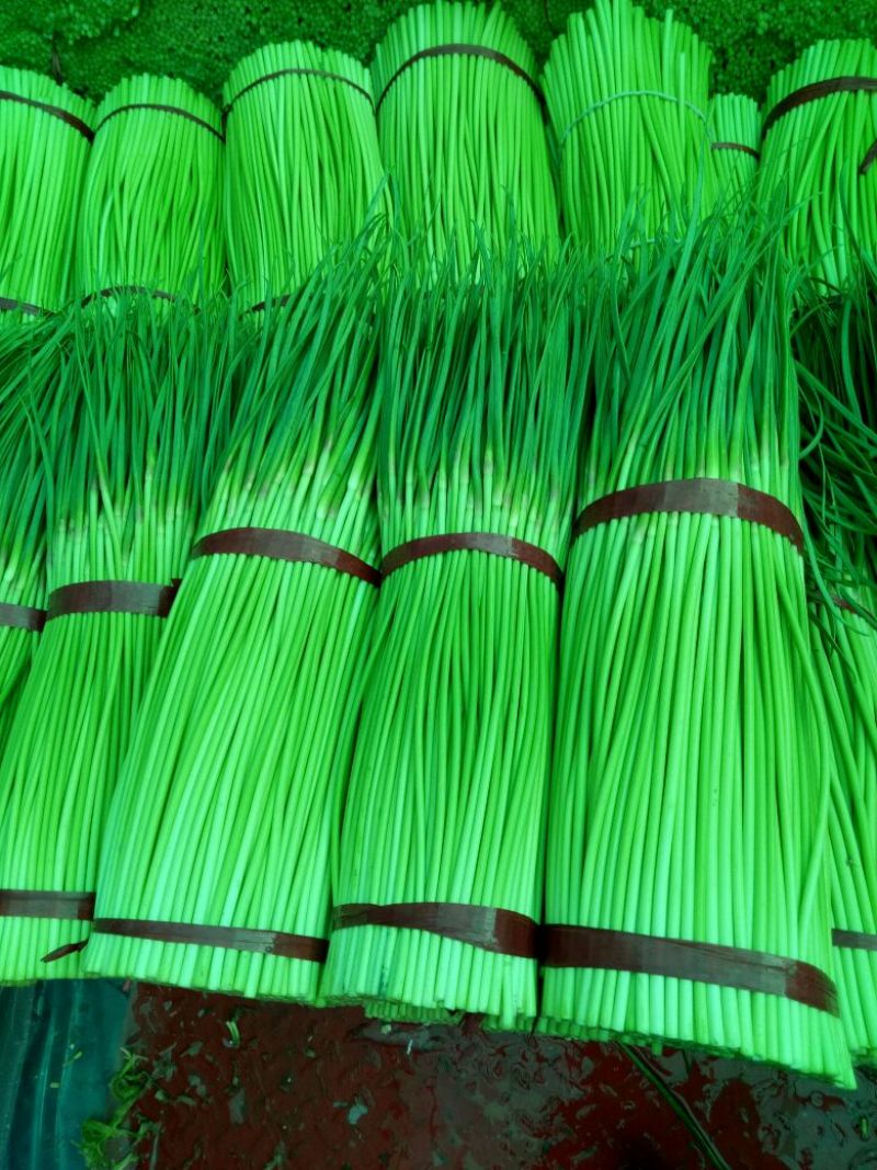 红帽蒜苔！直供电商超市产地直供！量大品优！发往全国各地！