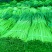 蒜薹产地直发红帽精品60~70cm产地直发