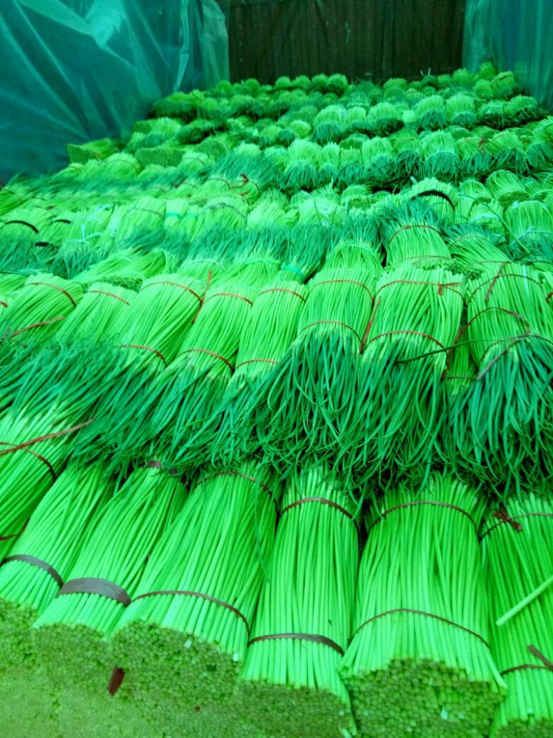 蒜薹产地直发红帽精品60~70cm产地直发