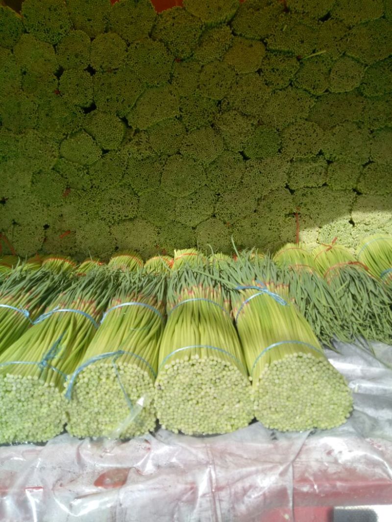 蒜薹红帽蒜苔，产地直供，一手货源，发往全国各地
