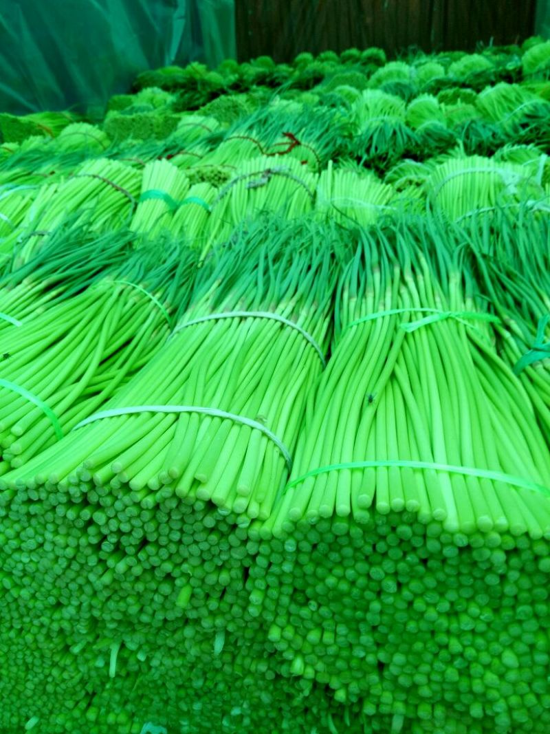 蒜薹红帽蒜苔，产地直供，一手货源，发往全国各地