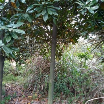 广玉兰16~18cm