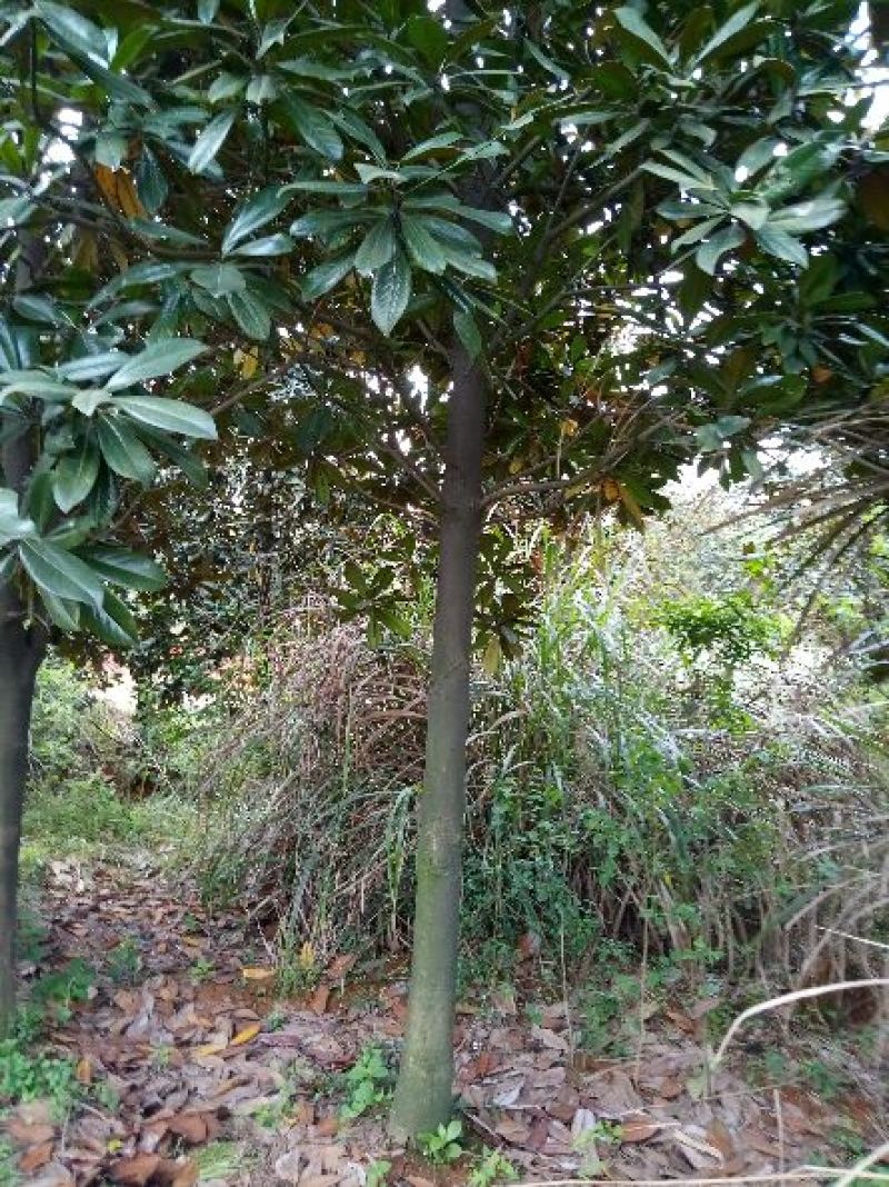 广玉兰16~18cm