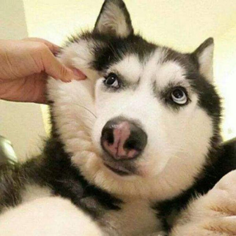 哈士奇常年出售宠物狗