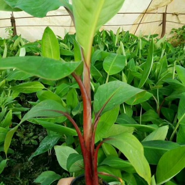 红香蕉苗原种1~2年