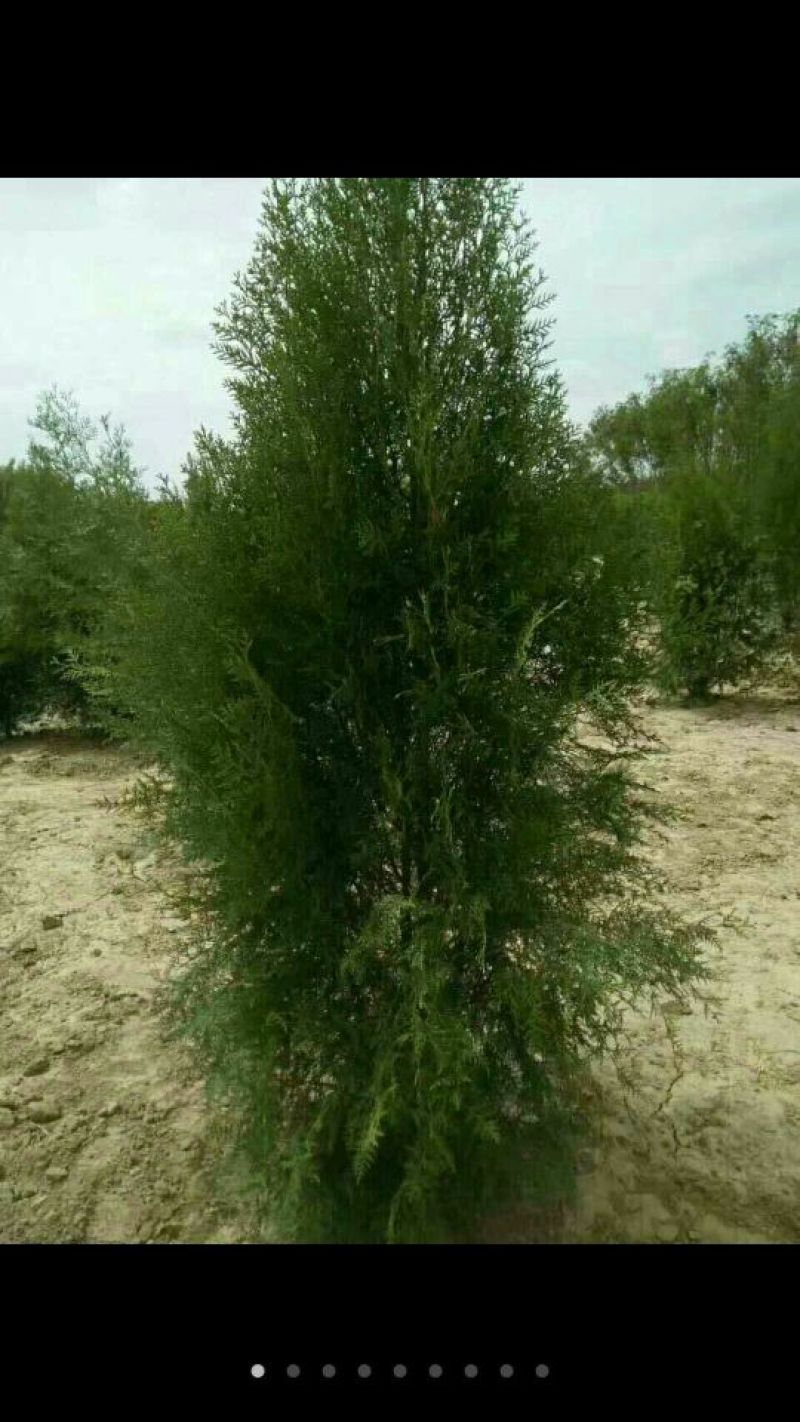 侧柏4cm以下