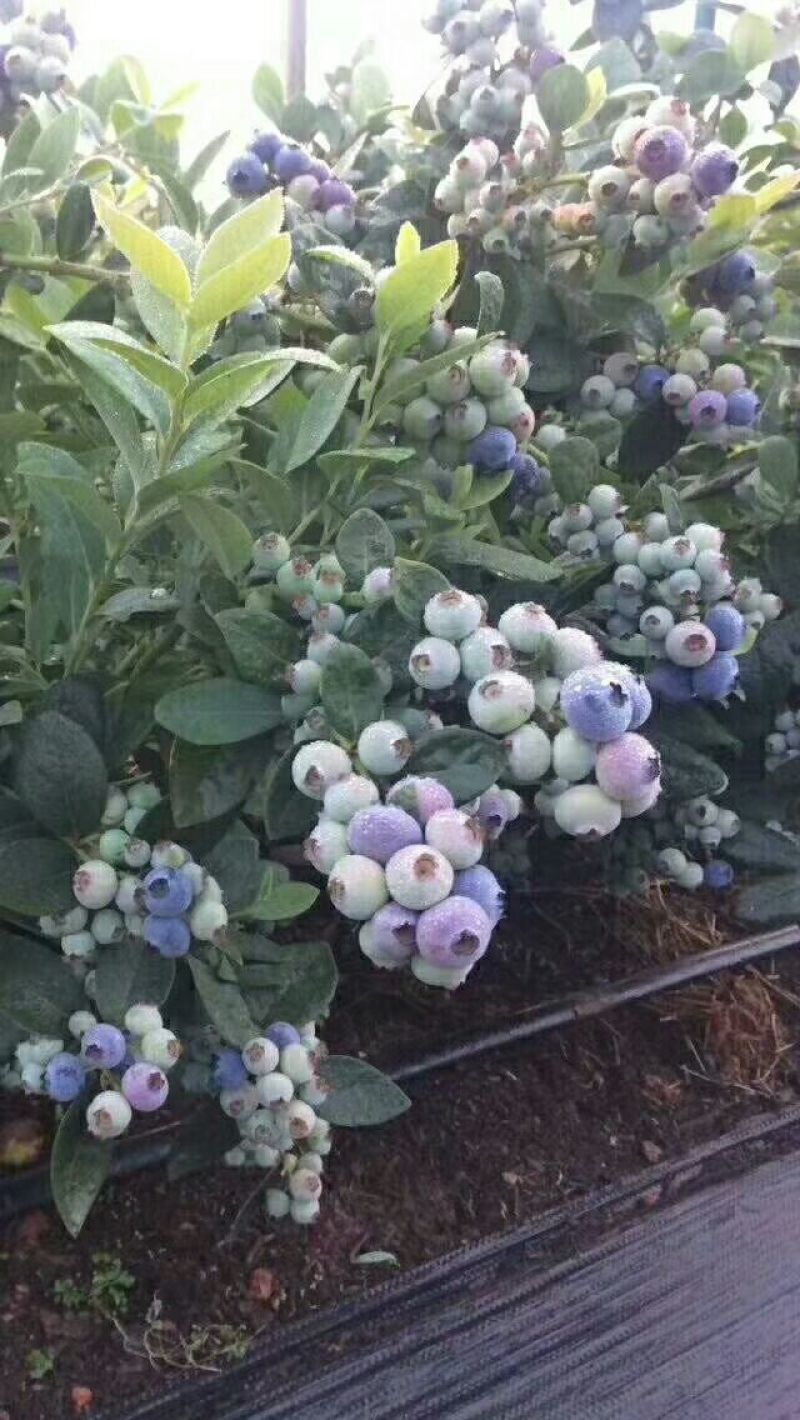 蓝莓苗1~2年30~50cm