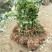 蓝莓苗1~2年30~50cm