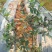 蓝莓苗1~2年30~50cm