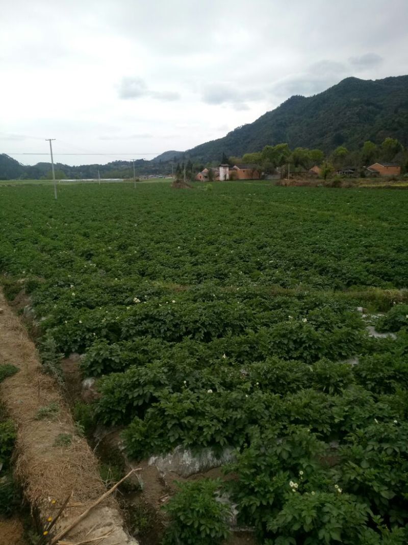 土豆精品2两以上