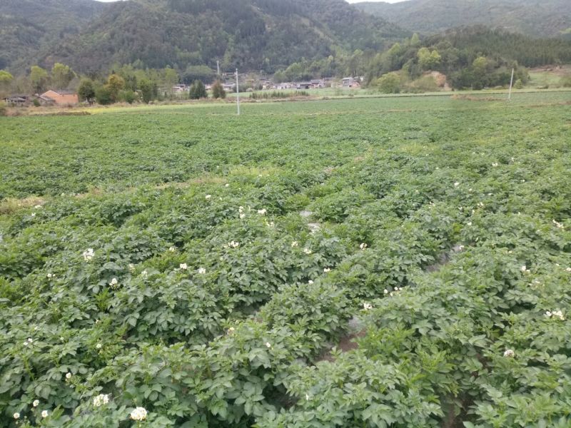 土豆精品2两以上