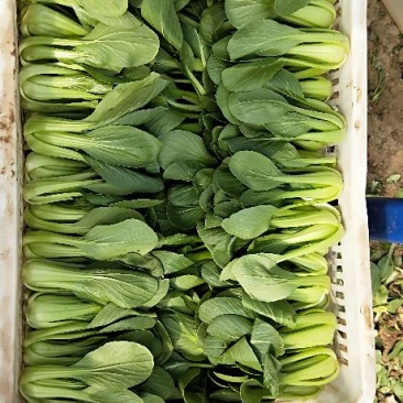 精品油菜快菜发货全国供应食品厂