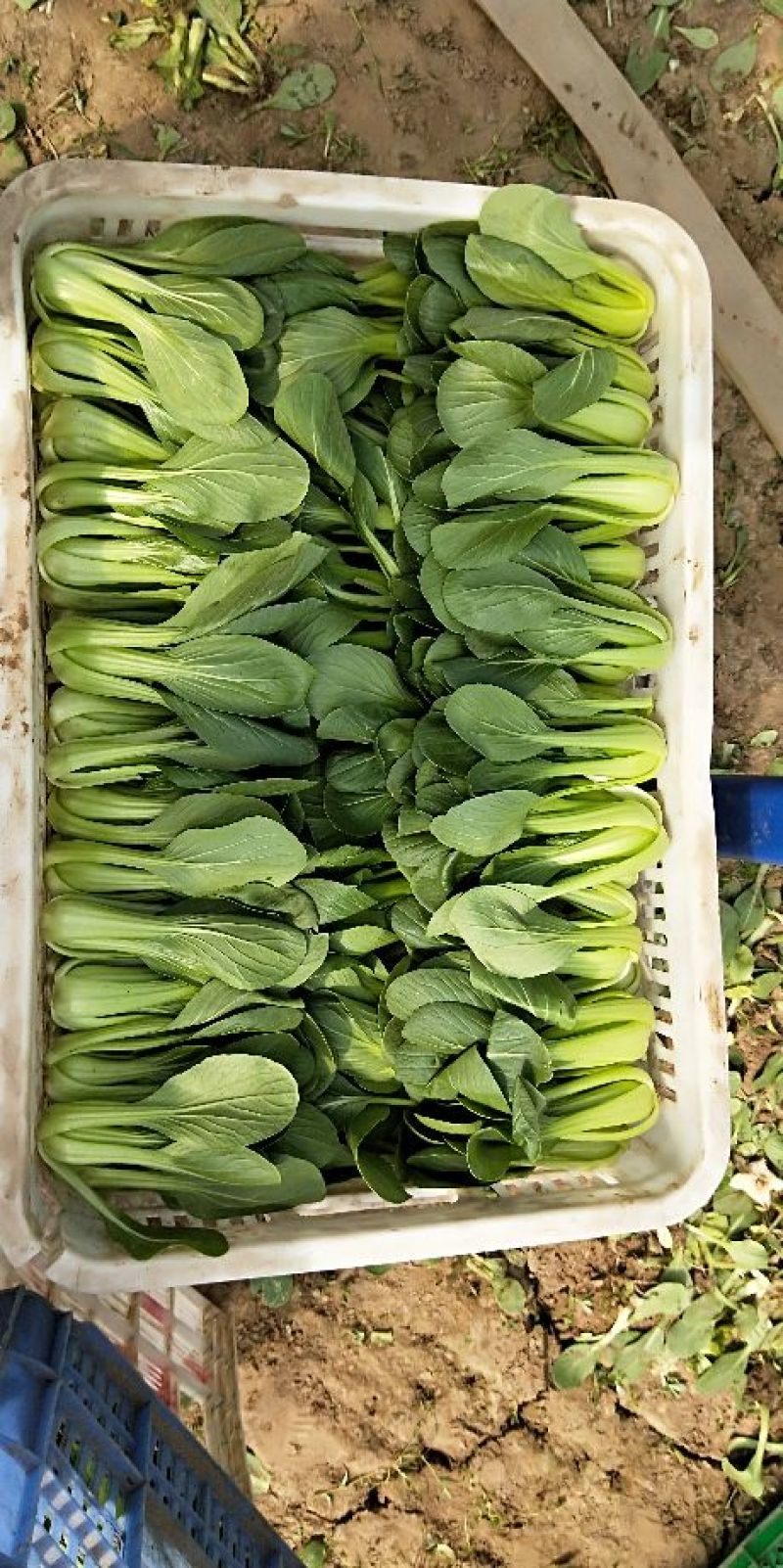 精品油菜快菜发货全国供应食品厂