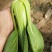 精品油菜快菜发货全国供应食品厂