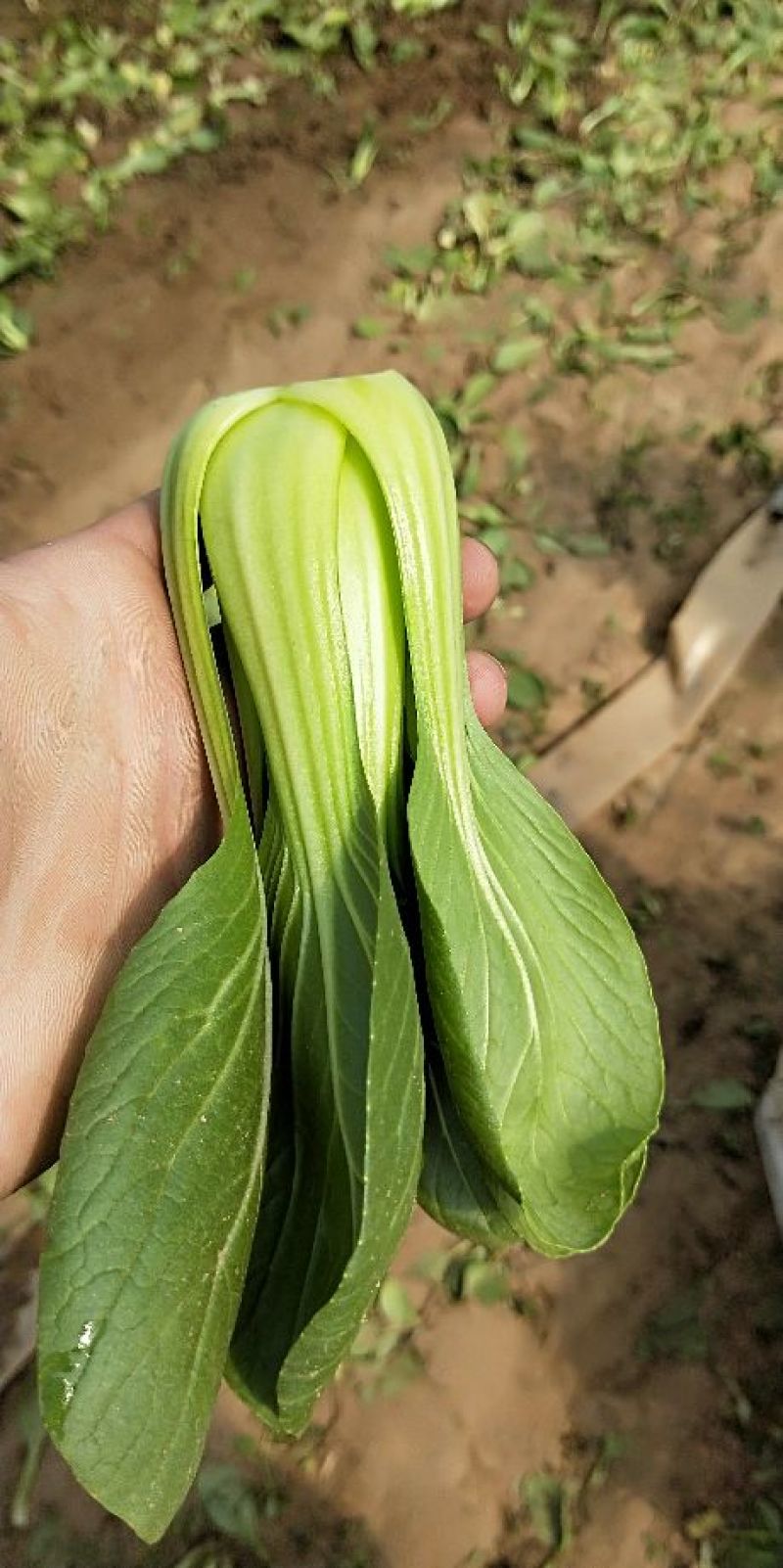 精品油菜快菜发货全国供应食品厂