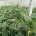 京欣西瓜4斤打底8成熟1茬