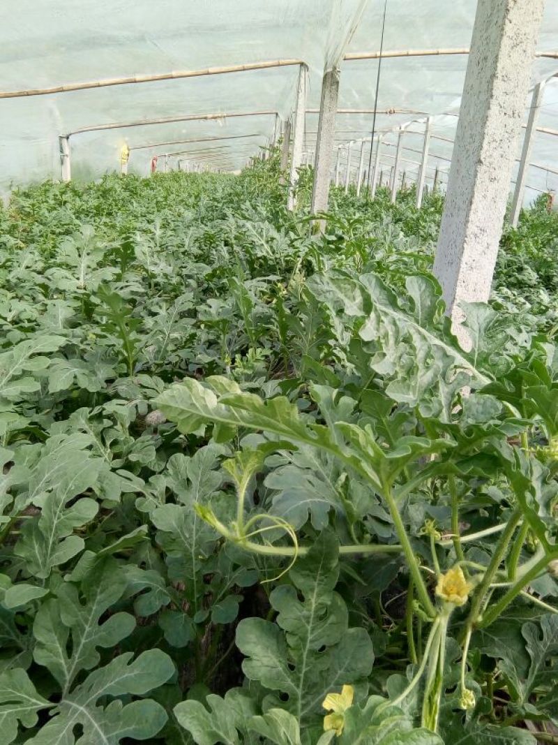 京欣西瓜4斤打底8成熟1茬