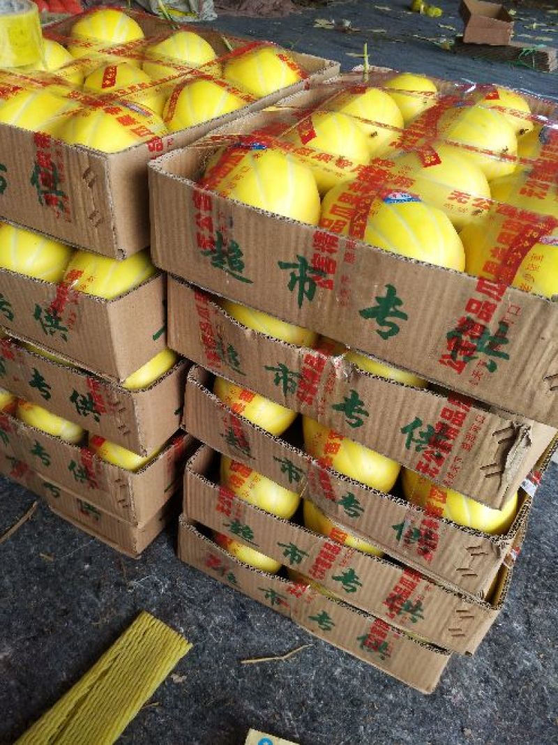 丰田香瓜当地特产1.5斤以上，口感非常香甜润滑