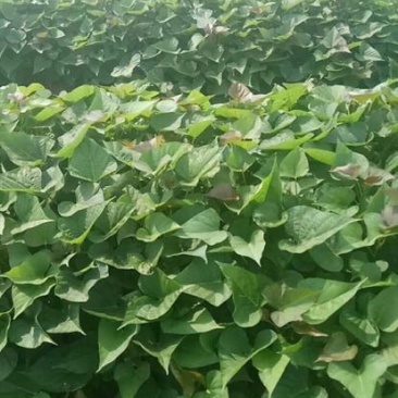 西瓜红红薯苗25~35cm