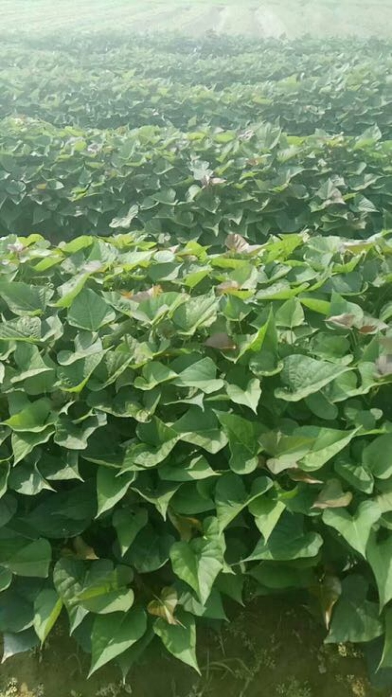 西瓜红红薯苗25~35cm