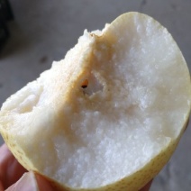 酥梨200~250g纸袋